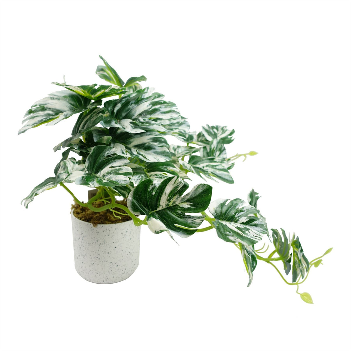 Leaf 30cm Artificial Variegated Monstera Trailing Plant in Weighted Pot