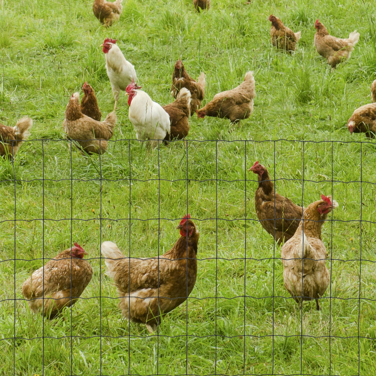 PAWHUT PVC Coated Chicken Wire Mesh Fence, 61cm x 10m – Foldable Rust-Resistant Garden and Poultry Fencing, Green