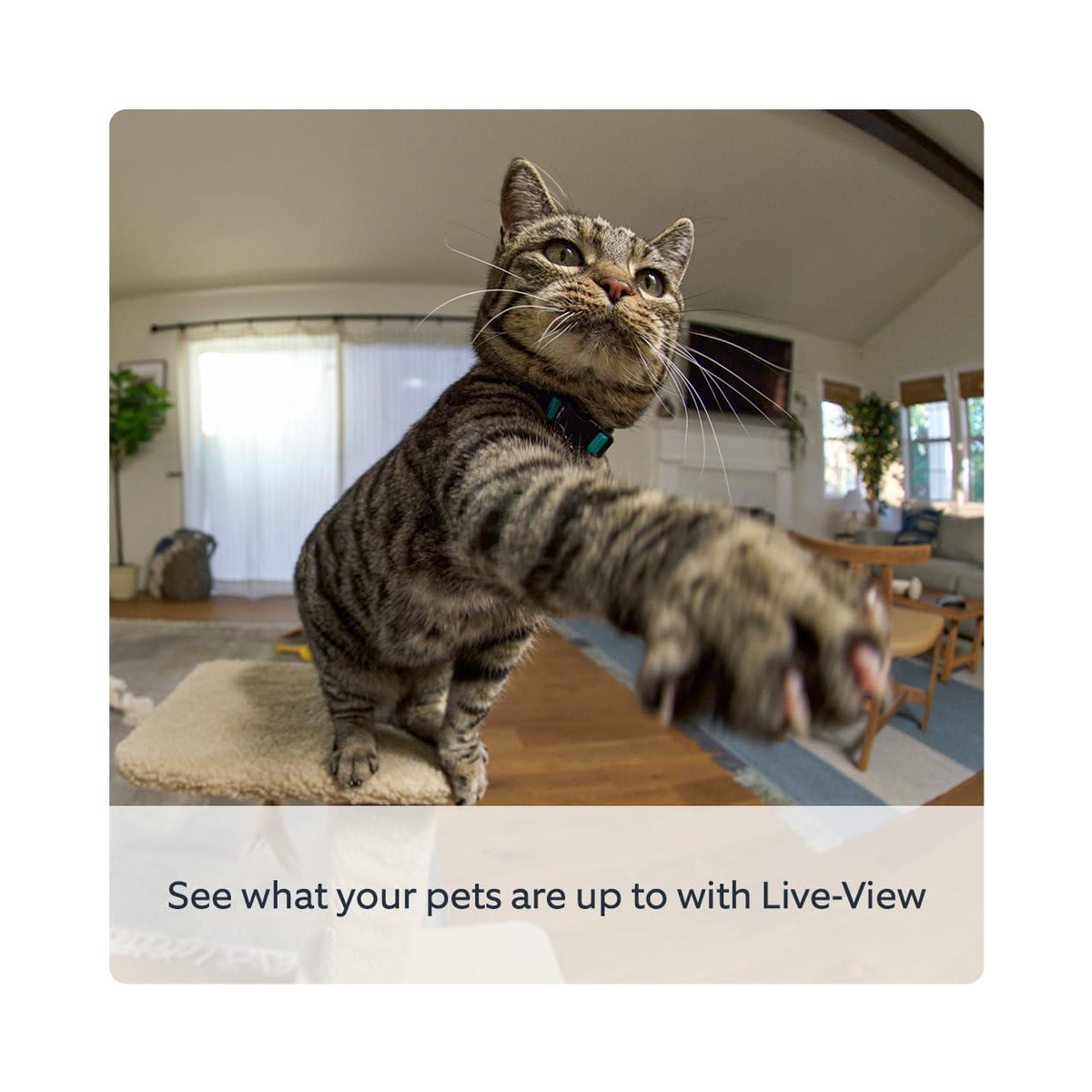 Ring Pan-Tilt Indoor Security Camera with HD Live View & Two-Way Talk – Plug-In Smart Home Camera, Black