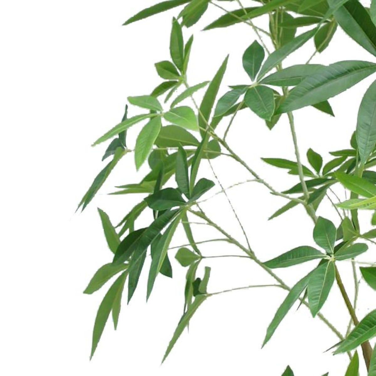 Artificial Money Tree Pachira, 210cm Extra-Tall Realistic Faux Tree – Maintenance-Free Greenery for Home & Office