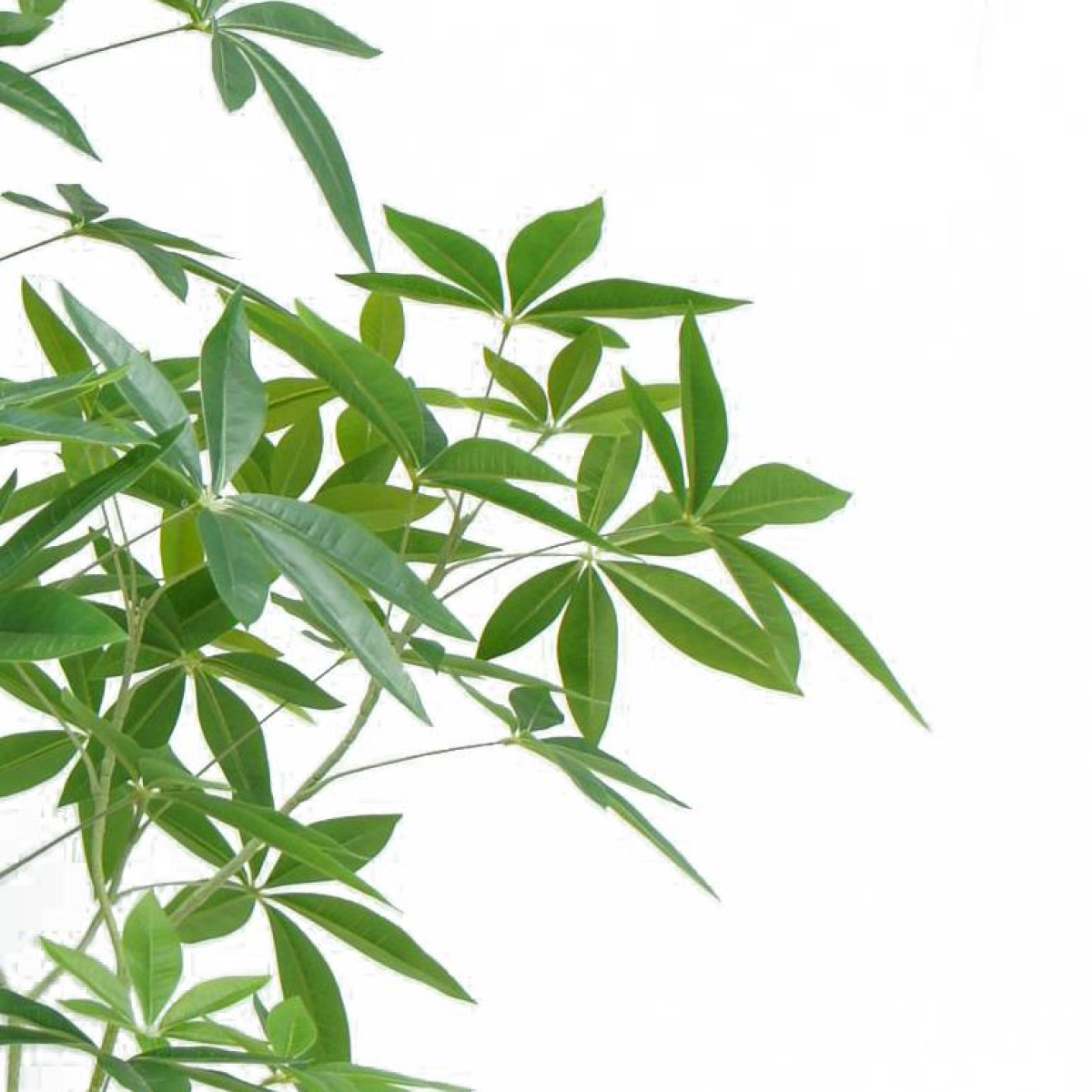 Leaf Artificial Money Tree Pachira, 150cm – Realistic Maintenance-Free Faux Tree for Home & Office