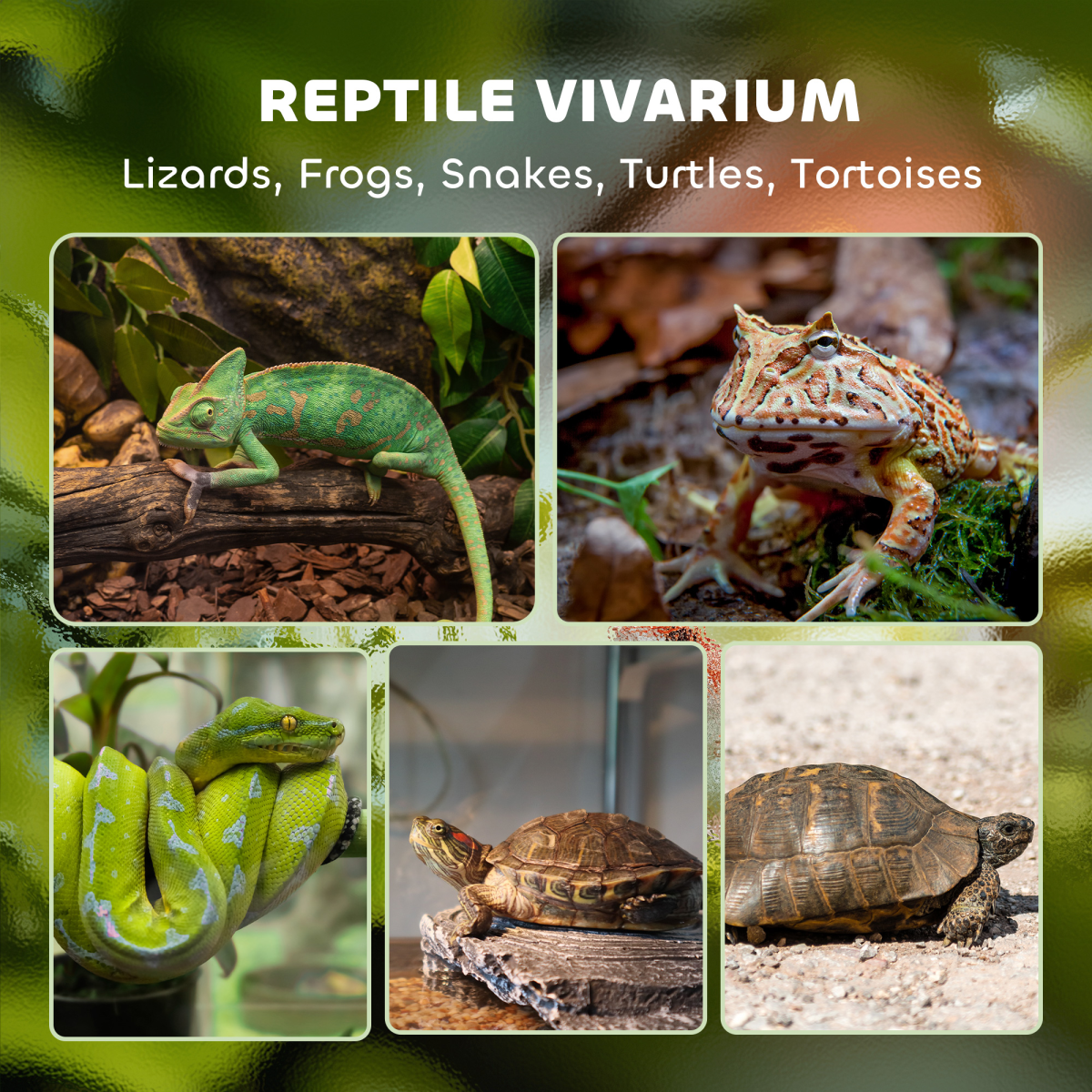 Glass Reptile Terrarium with Rock Background, Lockable Door & Ventilated Lid – 24L Waterproof Base for Wet Setups, Black