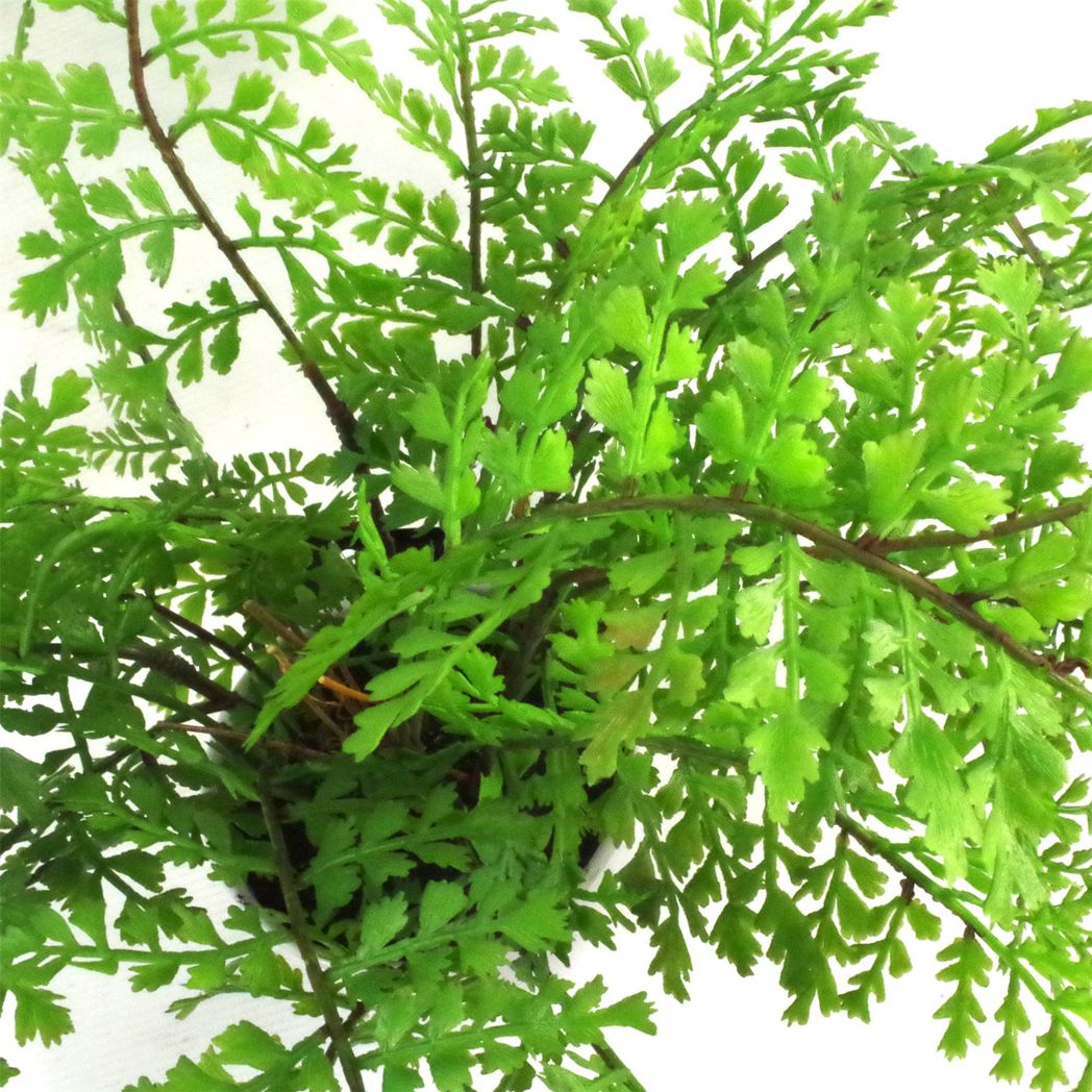 Leaf Design 30cm Artificial Potted Royal Fern – Realistic Forest Fern Plant in Weighted Pot
