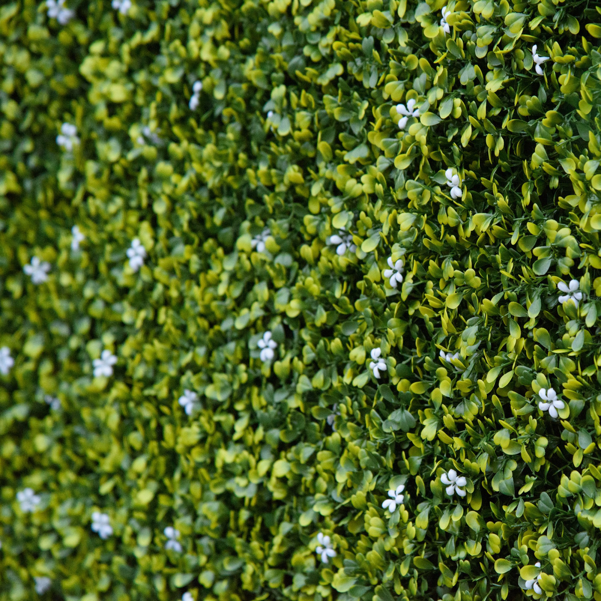 Outsunny 12 Piece Artificial Milan Grass Boxwood Wall Panels, 50 x 50cm – Weather Resistant Fence Screen, 3m²