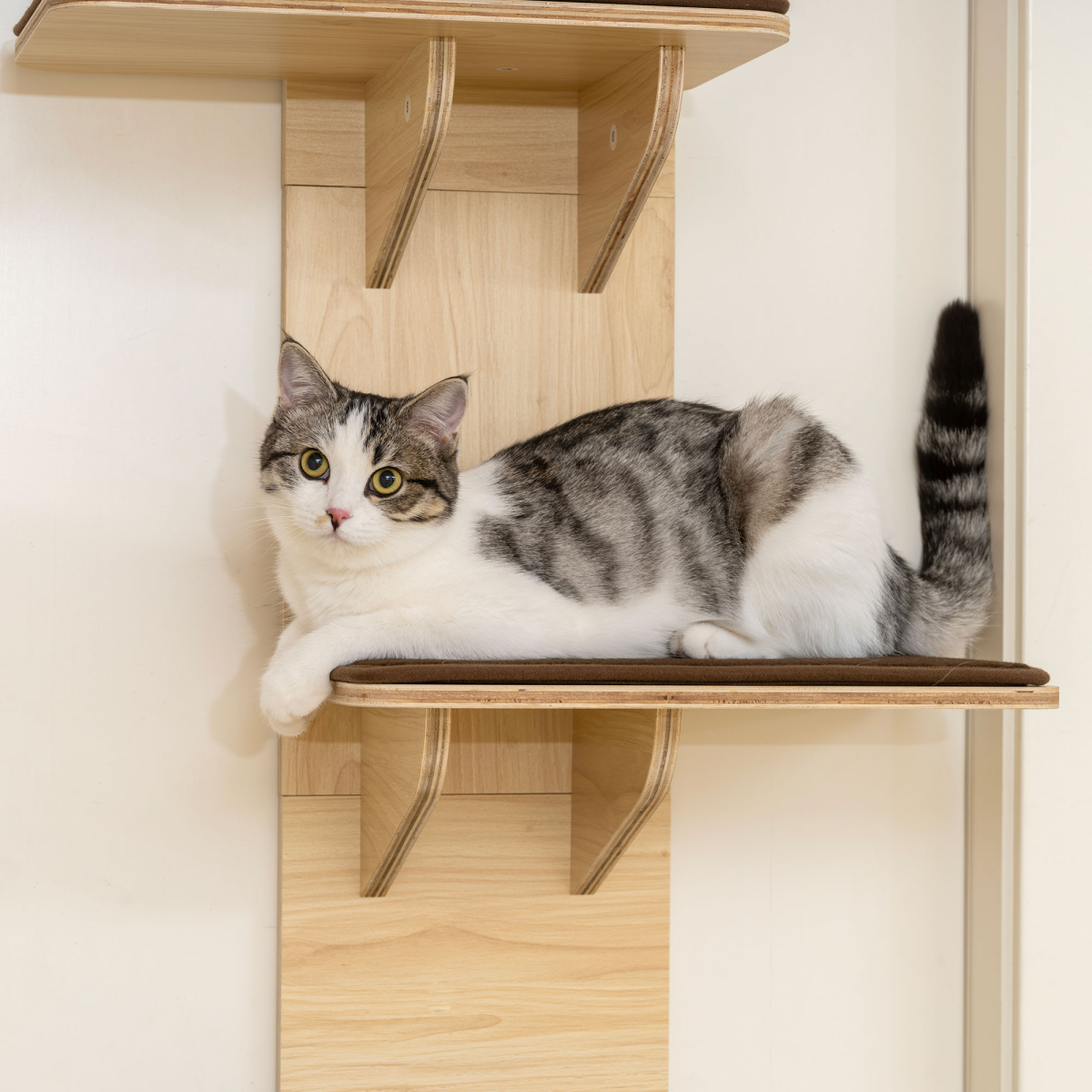 PawHut 4-Level Door Mounted Cat Tree with Plush Pads & Toy Ball – Space-Saving Cat Climbing Shelves, Oak