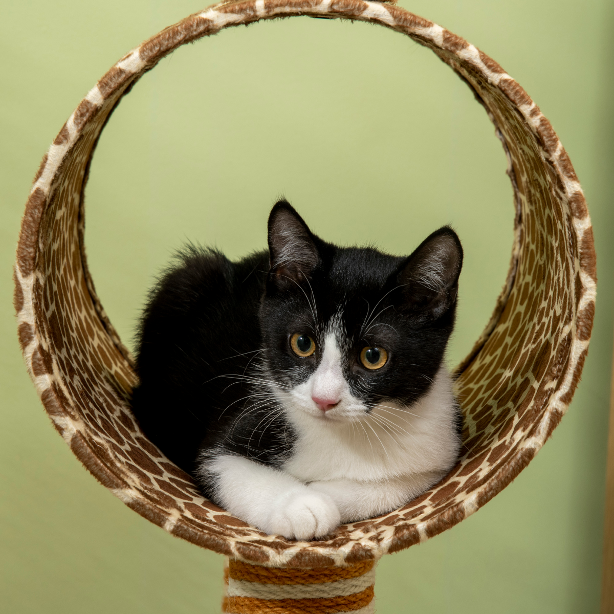 PawHut Giraffe Cat Tree with Jute Scratching Posts, Tunnel & Hanging Ball – Kitten Play Tower