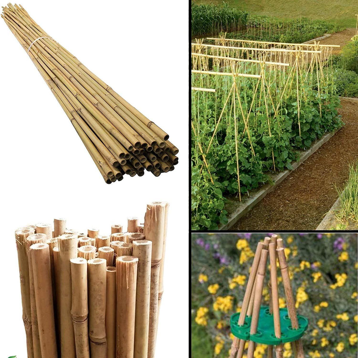 Natural Bamboo Garden Canes, 20 x 6ft (180cm) – Sturdy Plant Supports for Climbers, Beans and Tomatoes