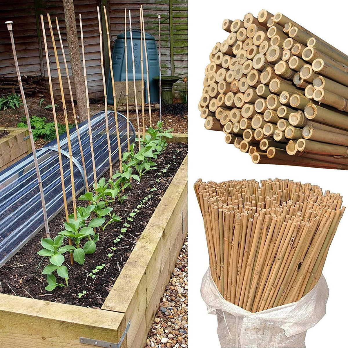 Natural Bamboo Garden Canes, 20 x 6ft (180cm) – Sturdy Plant Supports for Climbers, Beans and Tomatoes