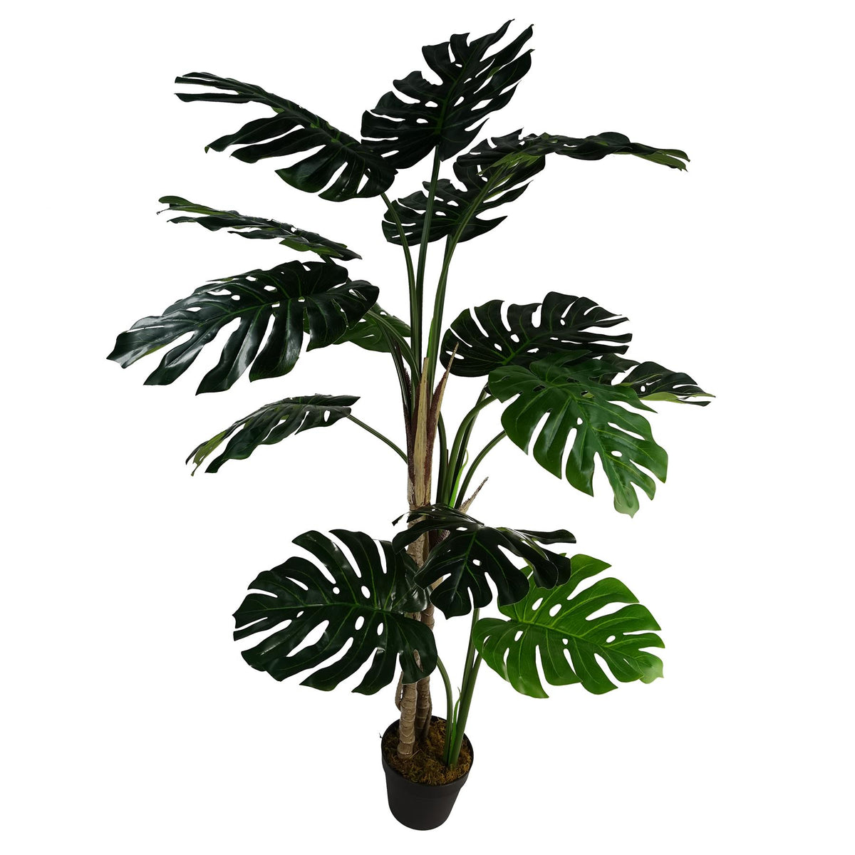 Leaf Luxury Artificial Monstera Plant, 150cm (5ft) in Black Pot – Realistic Statement Houseplant