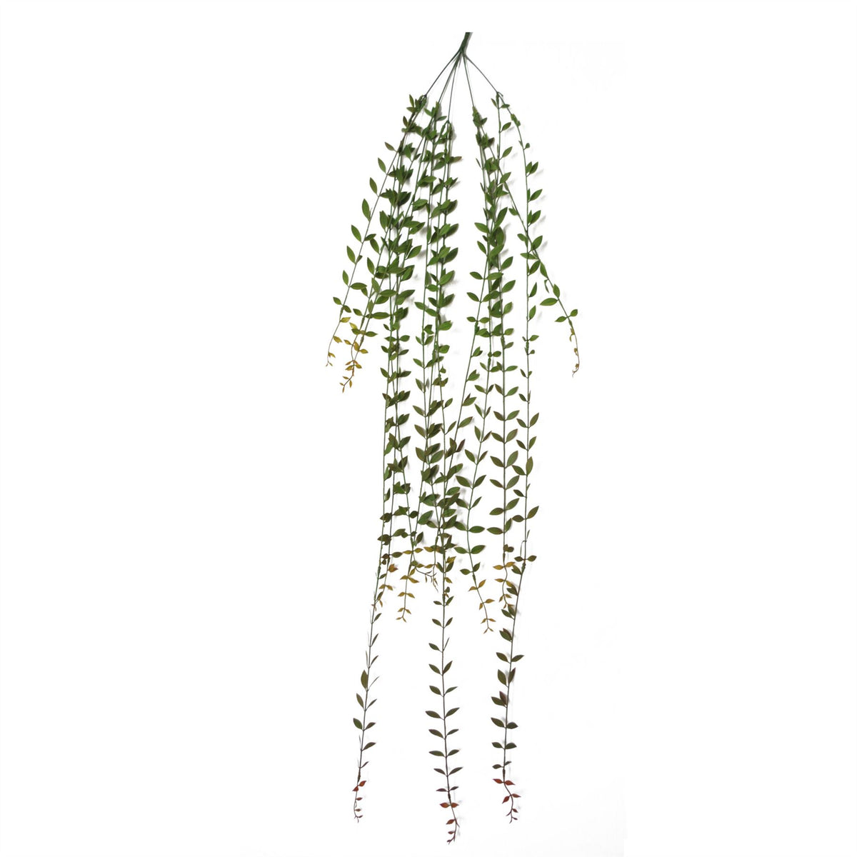 Leaf Pack of 12 Artificial Hanging String of Pearls Plants, 120cm Extra Long – Faux Trailing Foliage