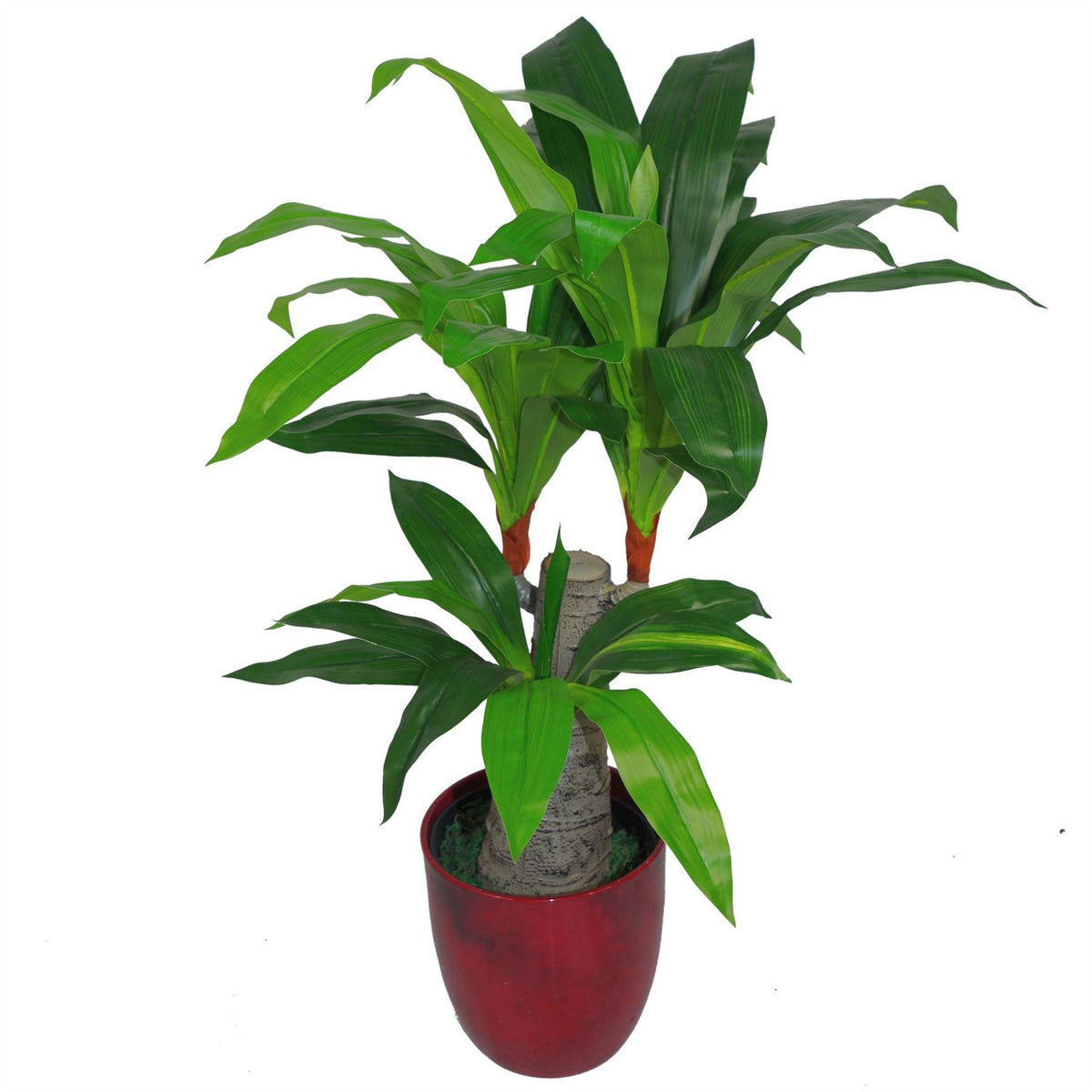 75cm Artificial Dracaena Plant – Wide Trunk Triple Branch Large