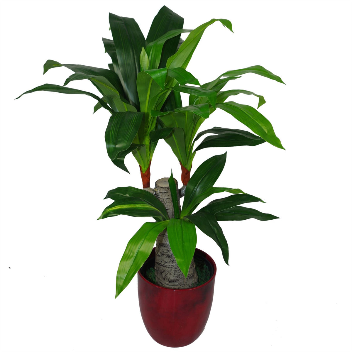 75cm Artificial Dracaena Plant – Wide Trunk Triple Branch Large
