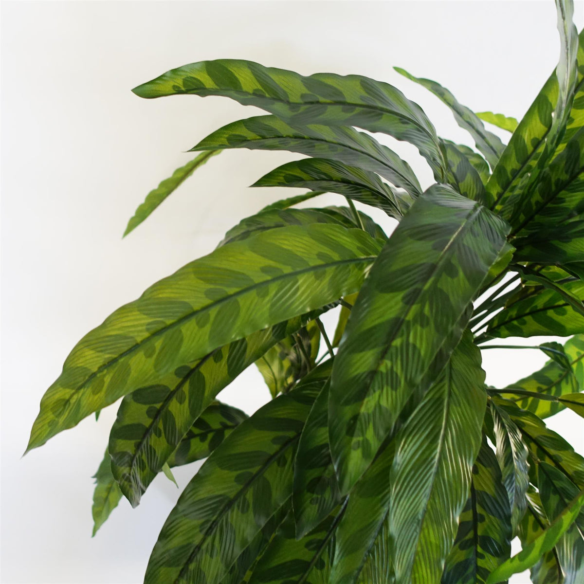60cm Variegated Artificial Calathea Plant