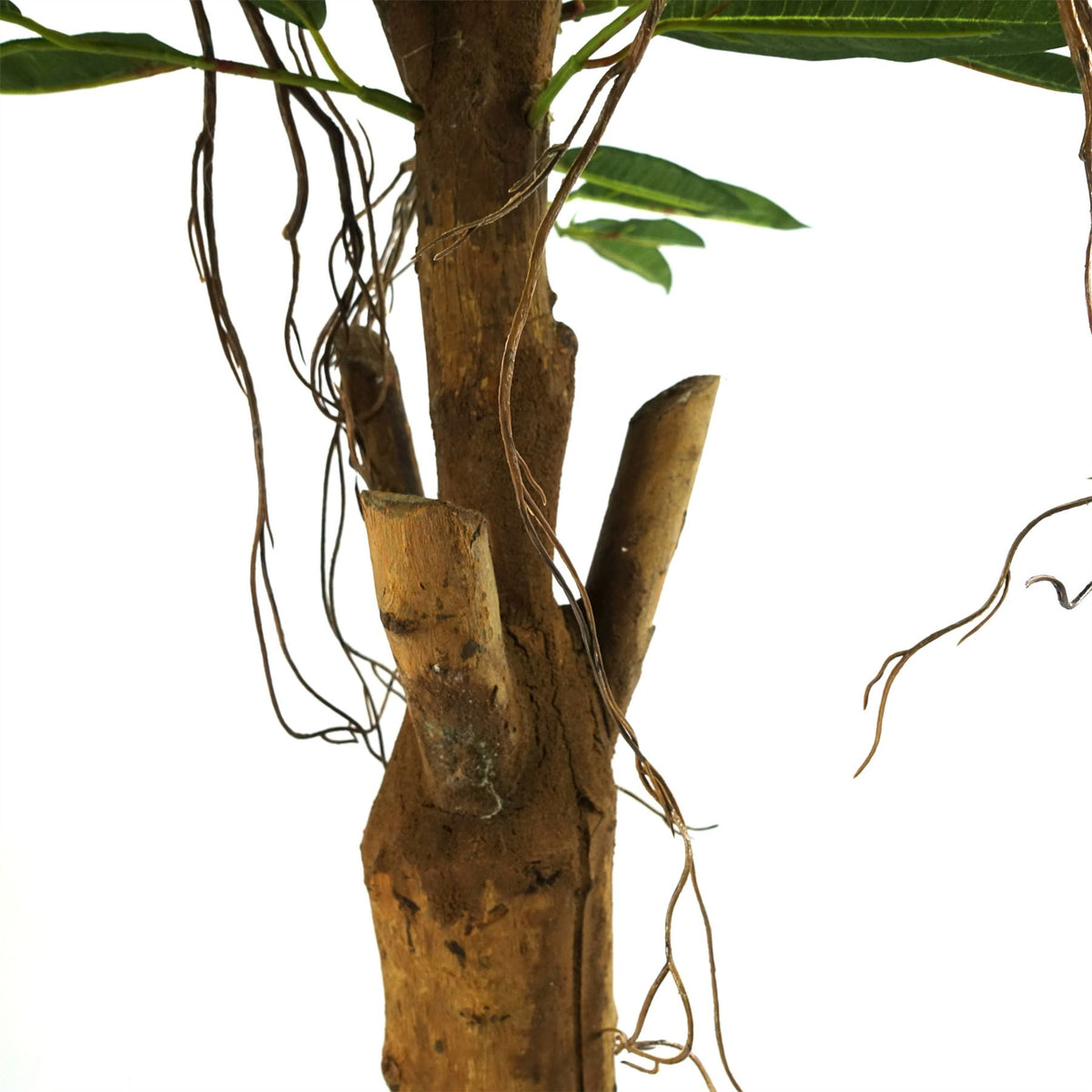 Leaf Design Artificial Longifolia Ficus Tree, 100cm – Silk Leaves, Natural Trunk & Hanging Vines, Potted