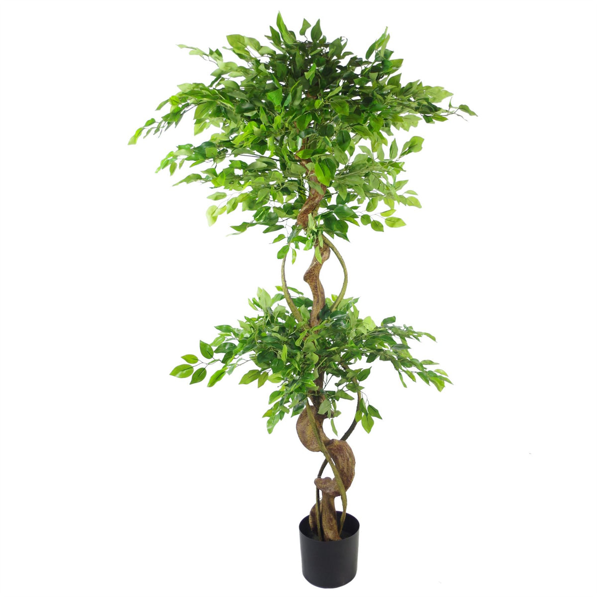 Leaf Design UK Artificial Japanese Fruticosa Ficus Tree, 150cm – Twisted Trunk Plant with Silver Metal Planter
