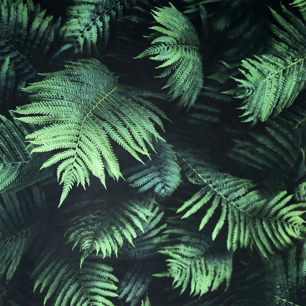 Arthouse Fern Wall Wallpaper – Photographic 3D-Effect Deep Green Fern Leaves, Paste the Paper