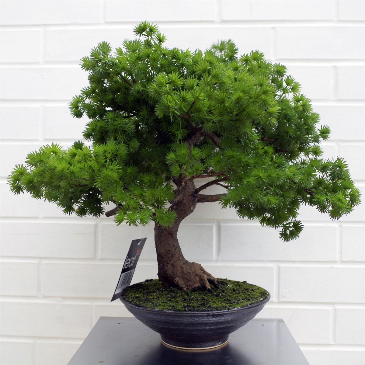 Artificial Luxury Pine Bonsai Tree, 50cm in Black Ceramic Bowl Planter – Low-Maintenance Moss Effect Base