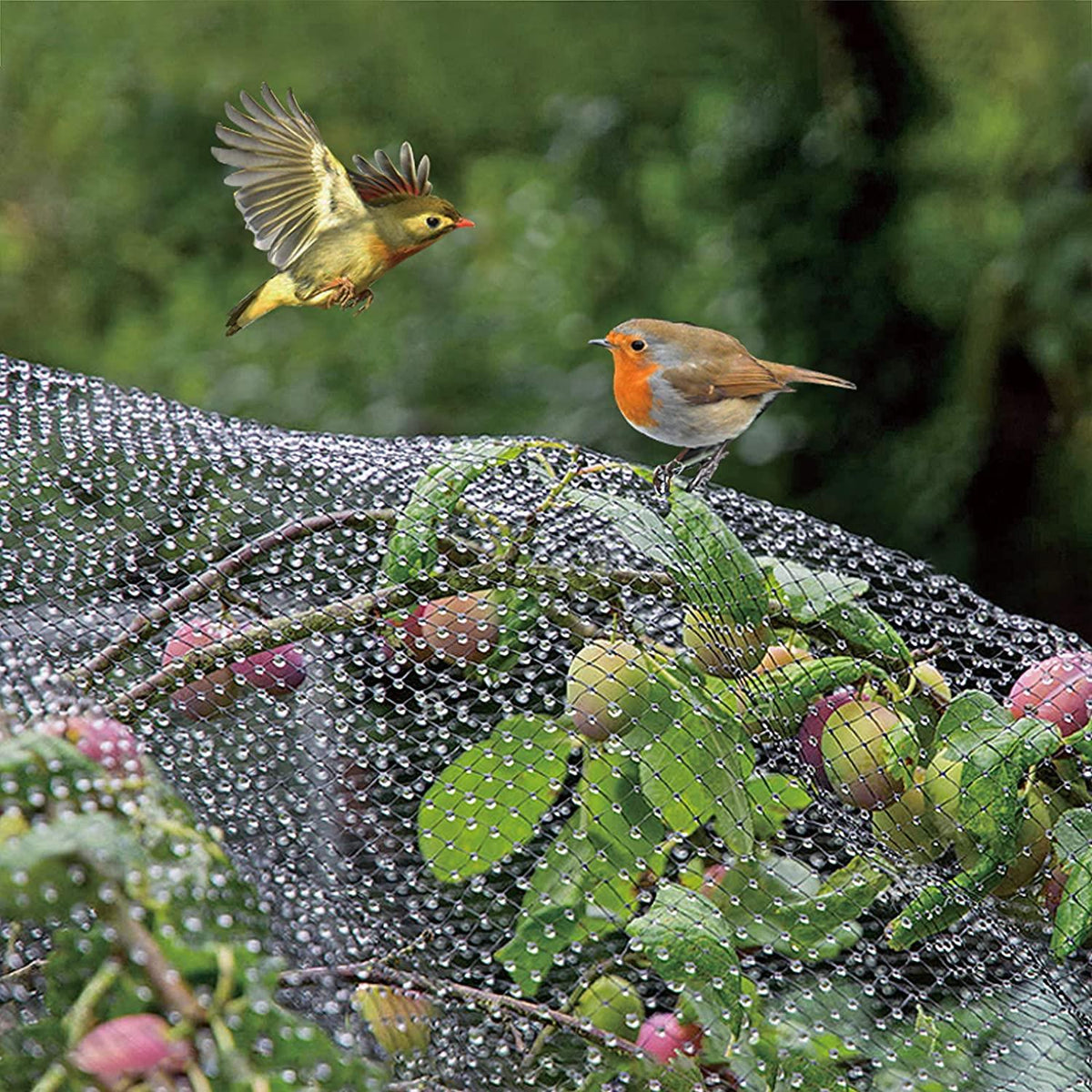 Garden Habitats Anti-Bird Garden Netting, 2m x 10m Rolls, Pack of 10 – Fine Mesh Plant, Pond & Crop Protection