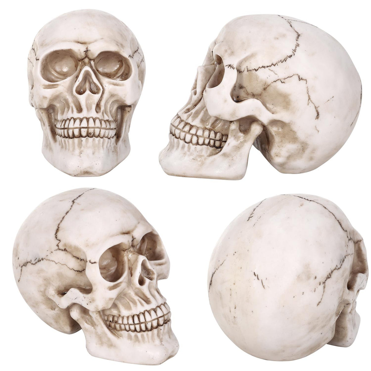 Vinsani Life-Size Resin Halloween Skull Replica, 20 x 15 x 15cm – Realistic Gothic Decoration and Costume Prop