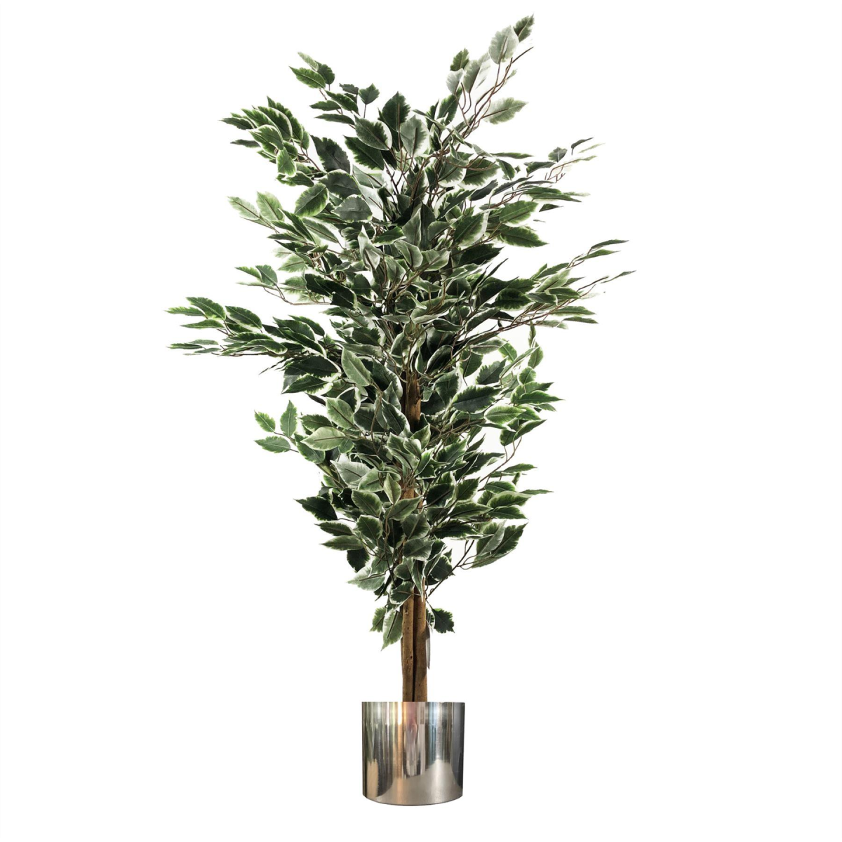 130cm Variegated Artificial Ficus – Silver Planter