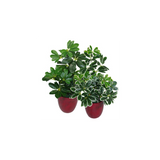 Leaf 55cm Variegated Artificial Umbrella Plant with 450 Wired Leaves in Black Pot – Realistic Faux Foliage