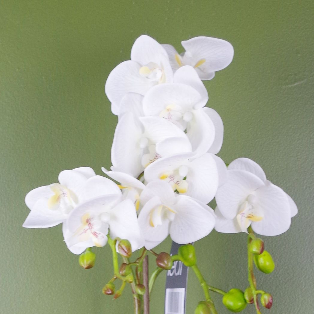 54cm Artificial Orchid Plant – White with Gold Pot