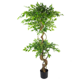 Botanik Artificial Japanese Fruticosa Ficus Tree, 150cm – Twisted Trunk Plant with Silver Metal Planter