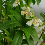 Pack of 6 Artificial Hainan Elaeocarpus Stems, 90cm with Plastic Leaves and Flowers – Faux Foliage