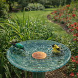 Avilo Copper Purifying Disc for Bird Baths – Chemical-Free Water Care, Helps Reduce Algae and Mosquito Larvae