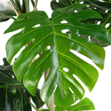 Luxury Artificial Monstera Plant, 150cm (5ft) in Black Pot – Lifelike Indoor Greenery with Adjustable Stems