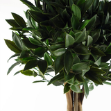 Botanik Artificial Bay Tree Laurel with Natural Wood Trunk, 120cm – UV Resistant Outdoor Topiary