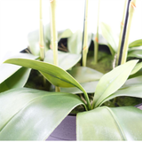 Giant White Artificial Orchid Plant, 150cm with 189 Real Touch Flowers – Wired Stems, Potted