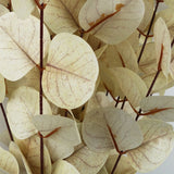 Artificial White Eucalyptus Foliage Stems, Pack of 6 – 80cm Wired Silk Leaf Greenery