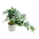 Leaf 30cm Artificial Variegated Monstera Trailing Plant in Weighted Pot