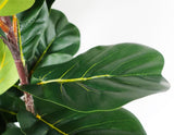 Botanik UK Artificial Fiddle Fig Tree, 120cm Tall with Wired Stems & Weighted Pot – Realistic Faux Plant