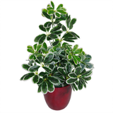 Leaf 55cm Variegated Artificial Umbrella Plant with 450 Wired Leaves in Black Pot – Realistic Faux Foliage