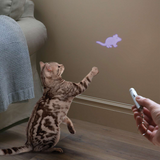 Avilo Tease Torch Cat Toy – Interactive Torch-Style Play Toy for Cats and Kittens