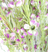 Pack of 6 x 100cm Artificial Foliage Stem with Small Flowers – Purple