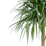 Realistic Artificial Dracaena Tree, 180cm with Spiky Green Leaves in Black Pot – Maintenance-Free Faux Plant