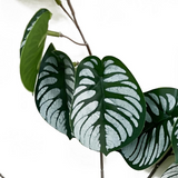 Leaf 70cm Artificial Zebra Foliage Stem with Wired Stem – Realistic Faux Greenery for Vases & Displays