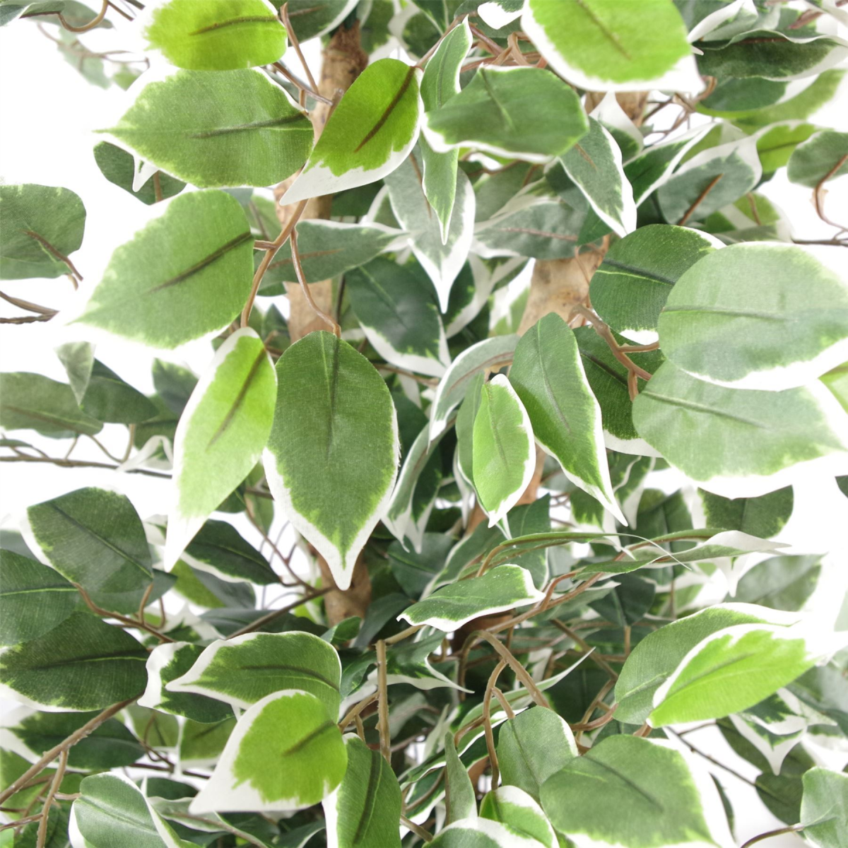 130cm Variegated Artificial Ficus – Silver Planter