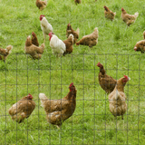 PAWHUT PVC Coated Chicken Wire Mesh Fence, 61cm x 10m – Foldable Rust-Resistant Garden and Poultry Fencing, Green