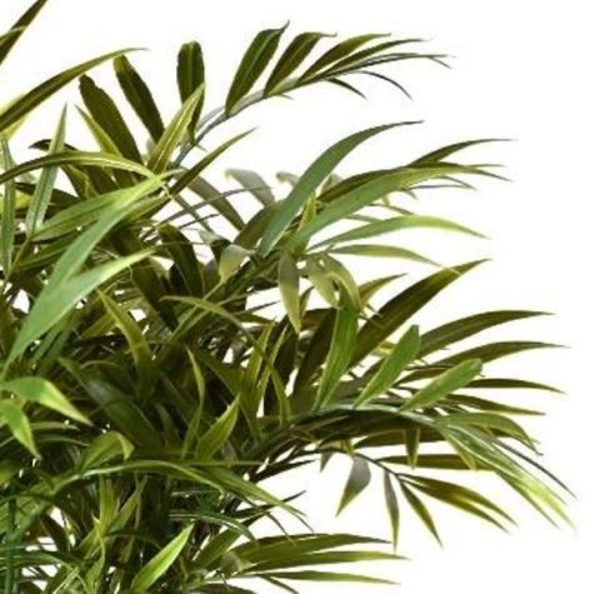 Leaf Fire Retardant Artificial Palm Stems, Pack of 6 – Bare Stem Foliage, 40cm