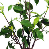 Artificial Banyan Bonsai Ficus Tree, 60cm in Plastic Pot with Gravel – Wired Stems, Low-Maintenance Décor