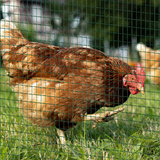 PawHut PVC-Coated Welded Wire Mesh Fence, 30m x 0.9m – Poultry, Aviary & Small Animal Run, Galvanised