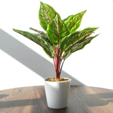 Leaf 38cm Potted Artificial Calathea Veitchiane – Realistic Low-Maintenance Desk and Shelf Plant
