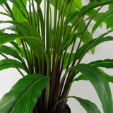 60cm Artificial Calathea Plant
