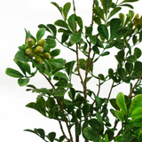 Leaf 60cm Artificial Aglaia Odorata Bonsai Ficus Tree in Pot – Shapeable Wired Branches