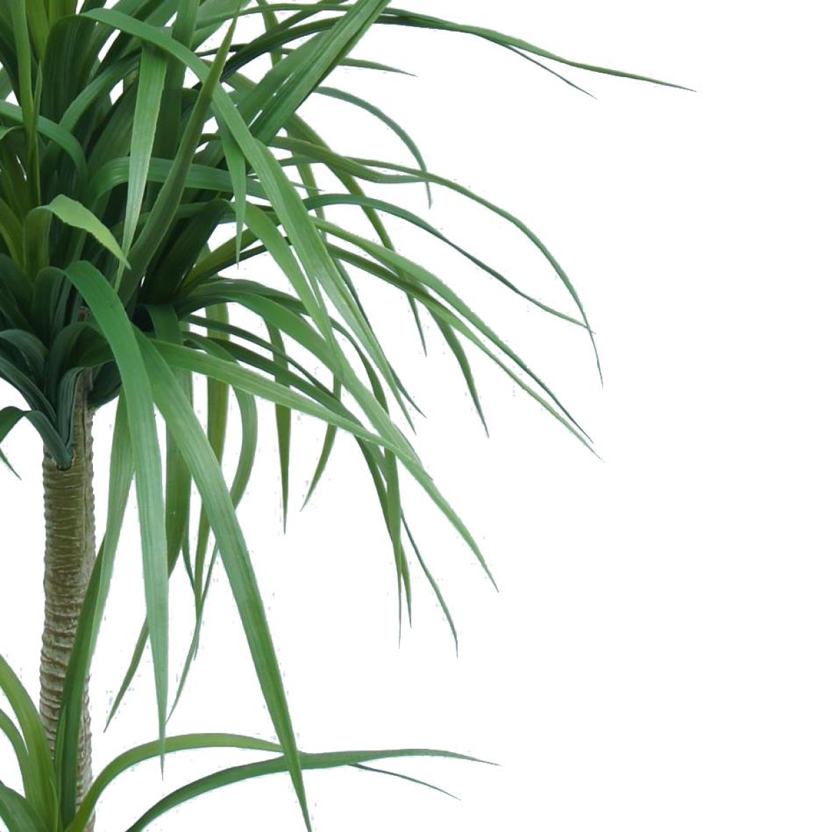 Leaf 90cm Double Dracaena Artificial Plant with Black Pot – Realistic Maintenance-Free Indoor Greenery