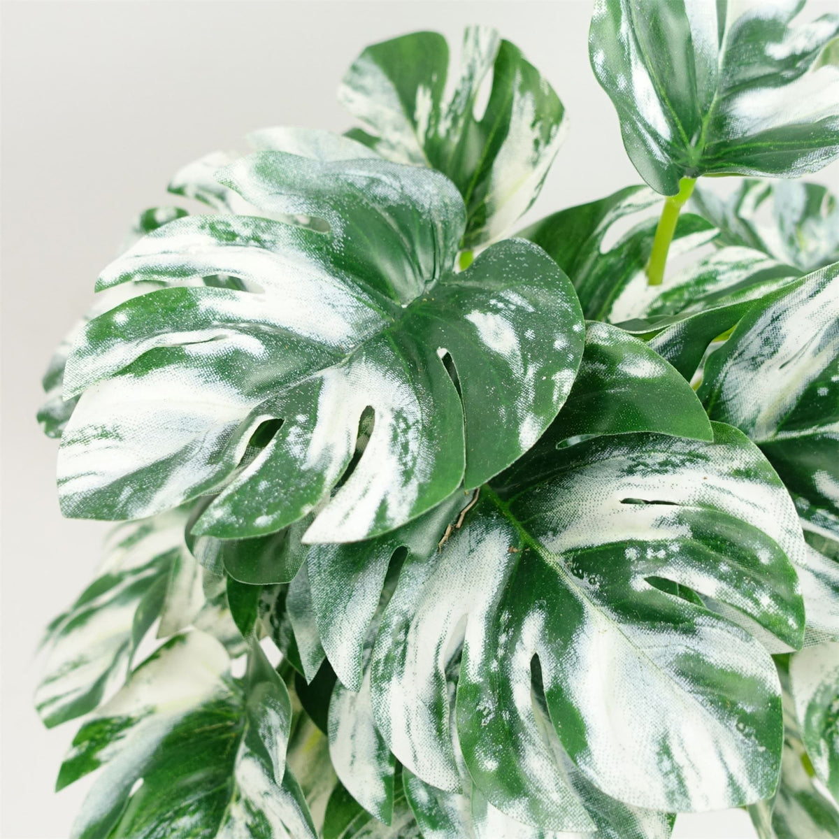 Leaf 30cm Artificial Variegated Monstera Trailing Plant in Weighted Pot